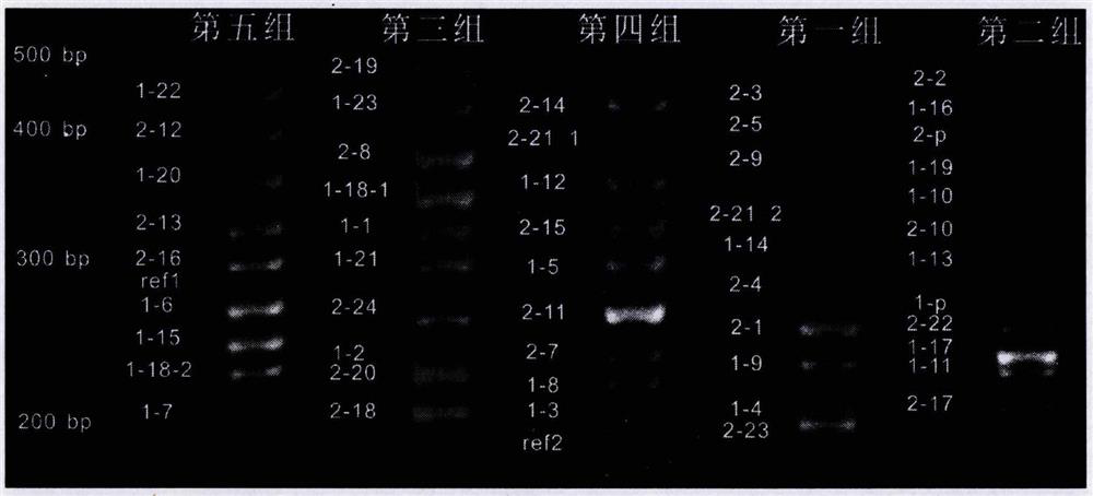 A primer combination, method and kit for detecting large fragment recombination of brca1 and brca2 genes