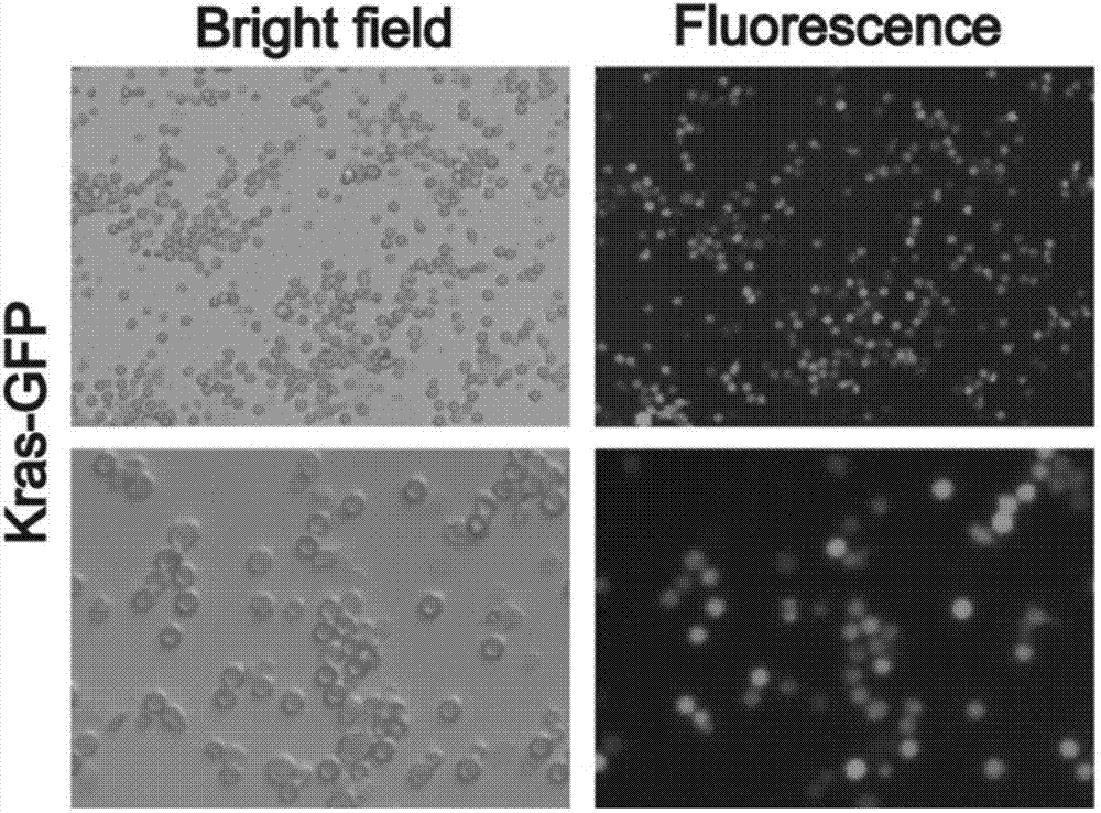 Leukemia mouse model based on gene co-transfection technology and preparation method thereof