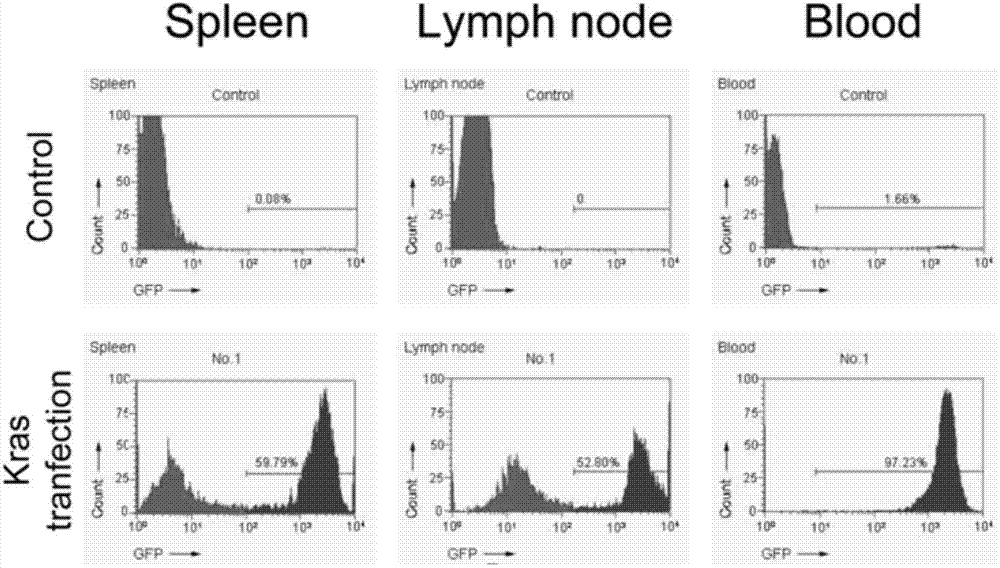 Leukemia mouse model based on gene co-transfection technology and preparation method thereof