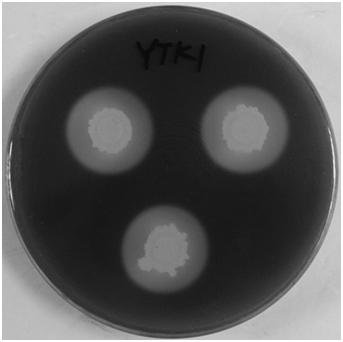 A thermotolerant Bacillus amyloliquefaciens ytk1 and its application in tobacco leaf curing