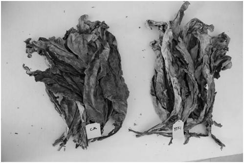 A thermotolerant Bacillus amyloliquefaciens ytk1 and its application in tobacco leaf curing