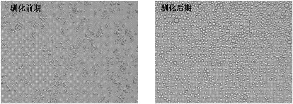 Serum-free whole suspension MDCK cell strain and application thereof to production of influenza viruses