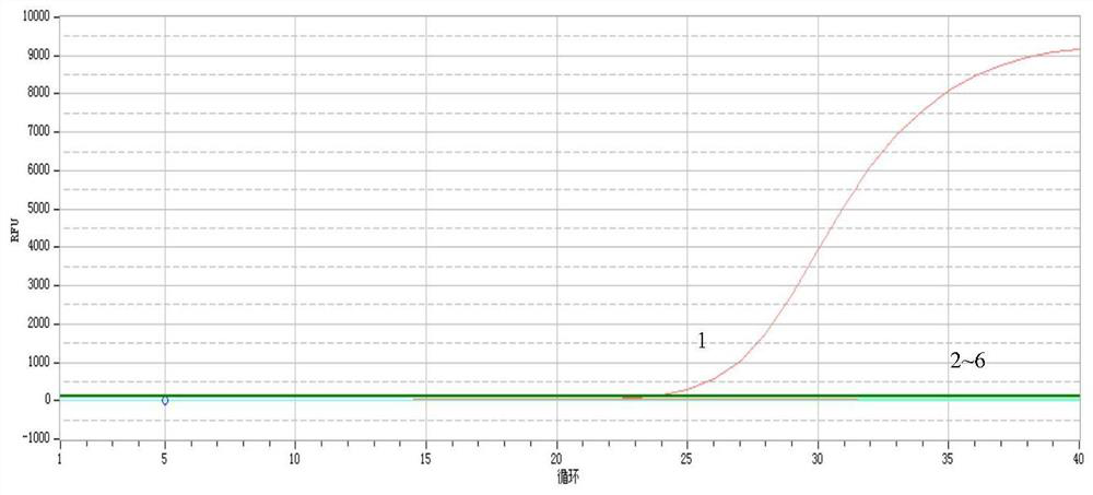 Fluorescent quantitative PCR (Polymerase Chain Reaction) detection kit for poria cocos and identification method