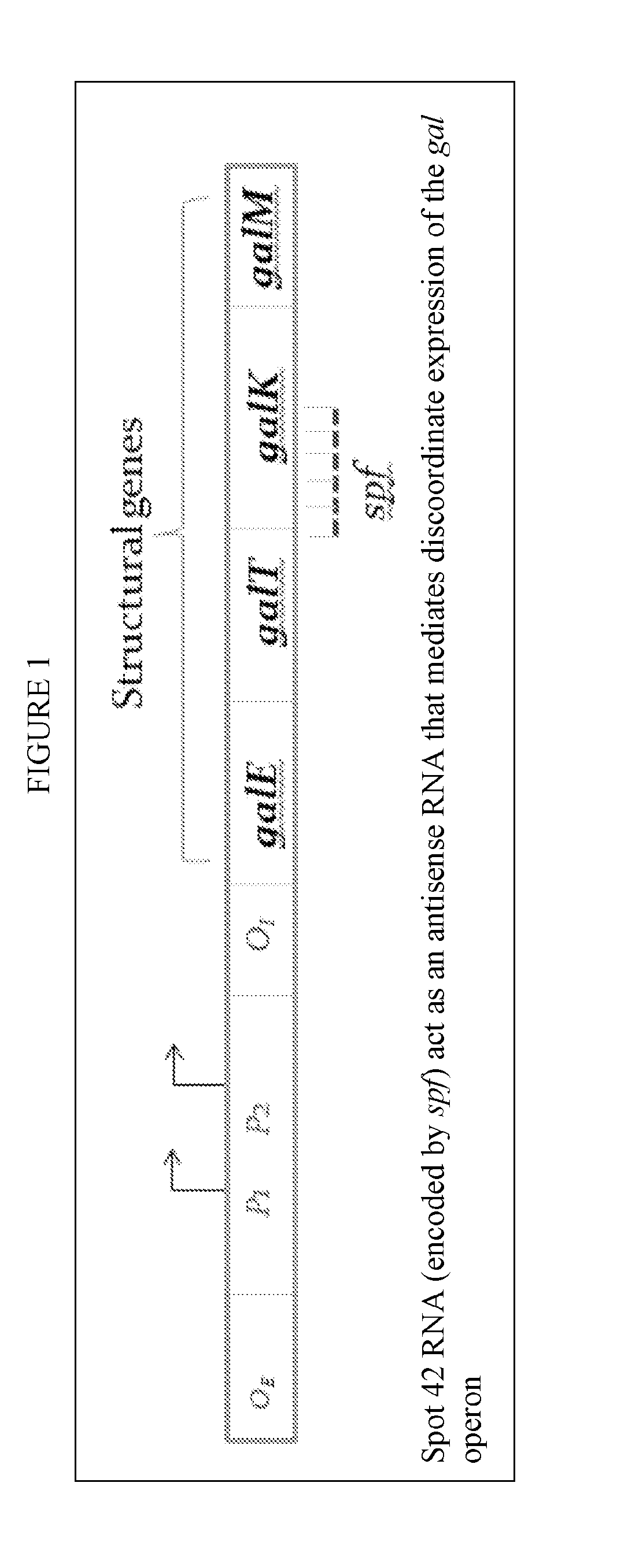 Improved galactose utilization