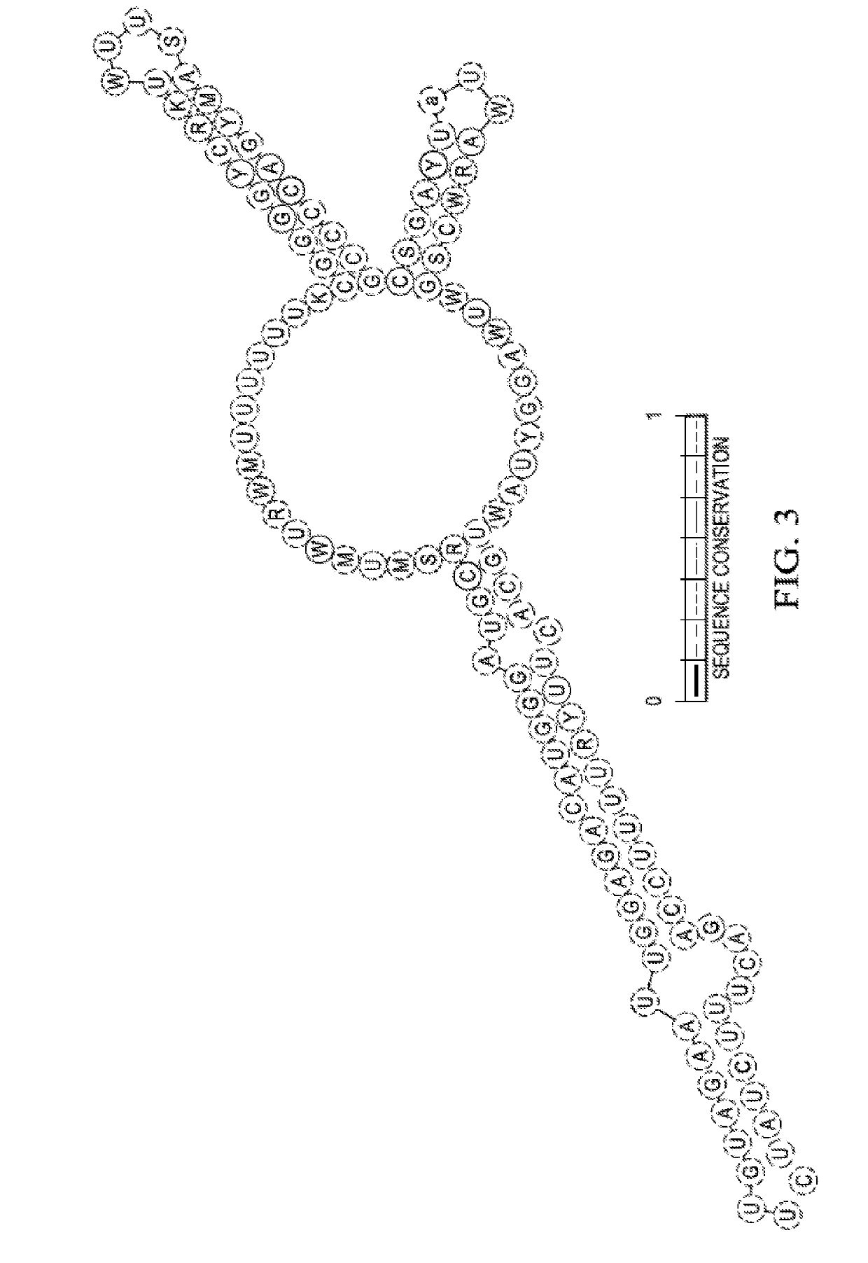 Improved galactose utilization