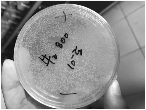 Selenium-rich bacterium and separation method thereof