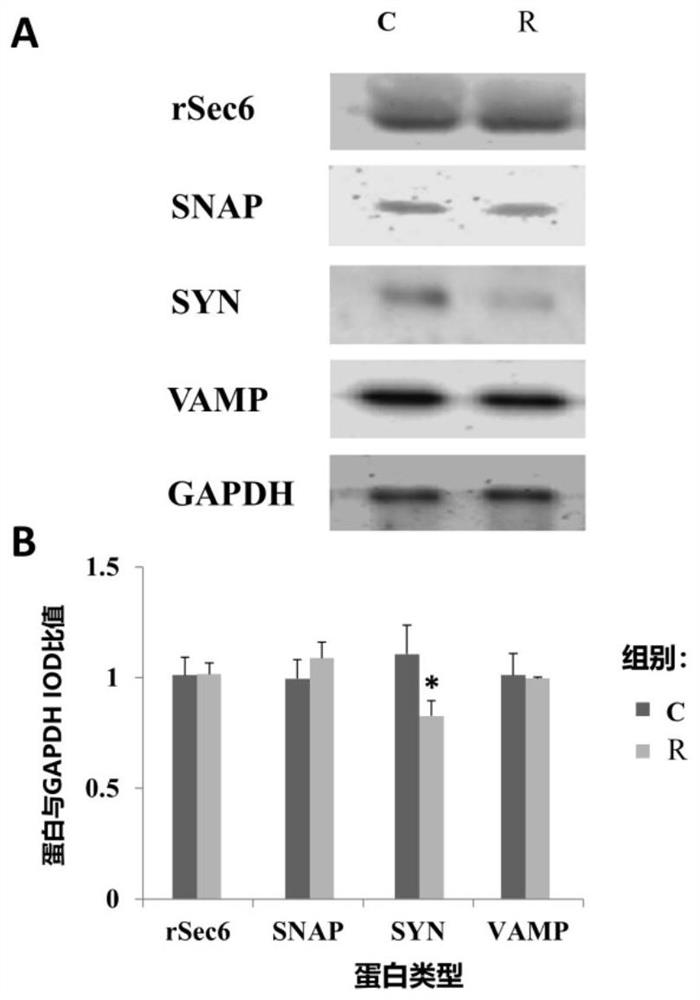 Neuronal synaptic vesicle protein SYN sensitive to terahertz wave radiation