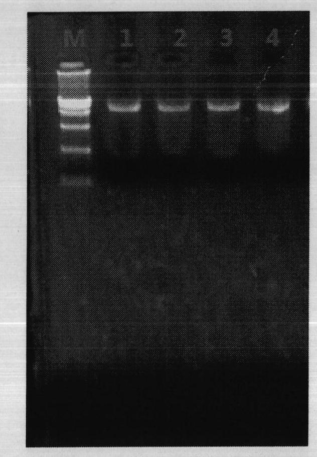 Modifiable loca of human type 3 adenovirus hexon and application thereof