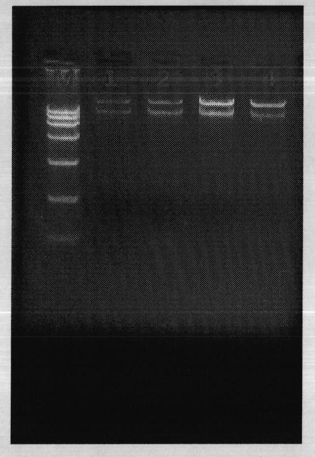 Modifiable loca of human type 3 adenovirus hexon and application thereof