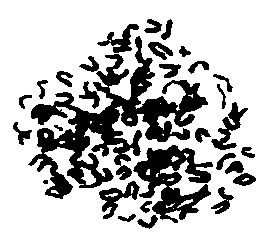 Enterovirus direct immunofluorescence reagent and kit thereof