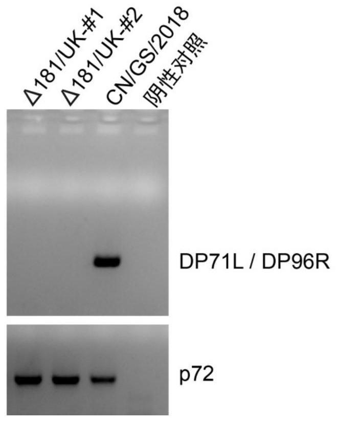 Construction of attenuated African swine fever gene deletion strain and its application as a vaccine