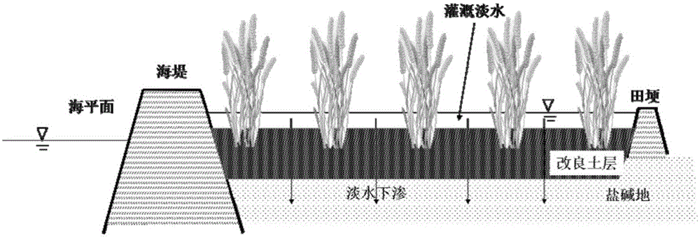 Desalination method by using sludge to improve topsoil of saline and alkaline land