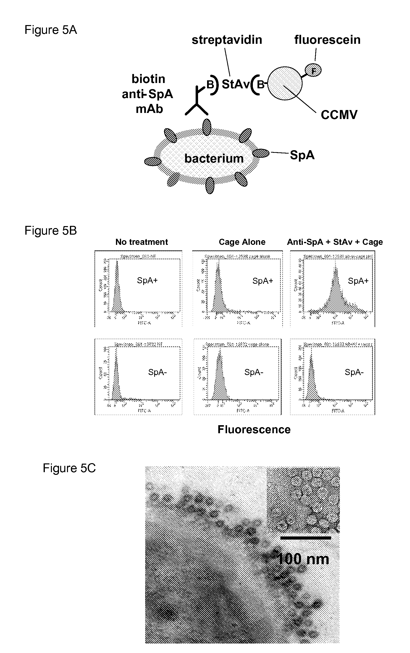 Novel nanoparticles for biofilm targeting