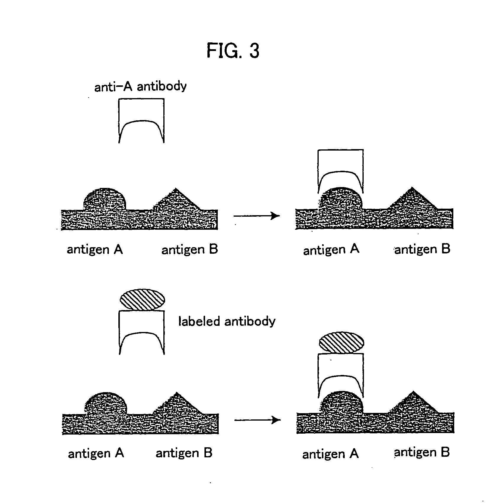 Fine particles containing rare earth element and fluorescent probe using the same