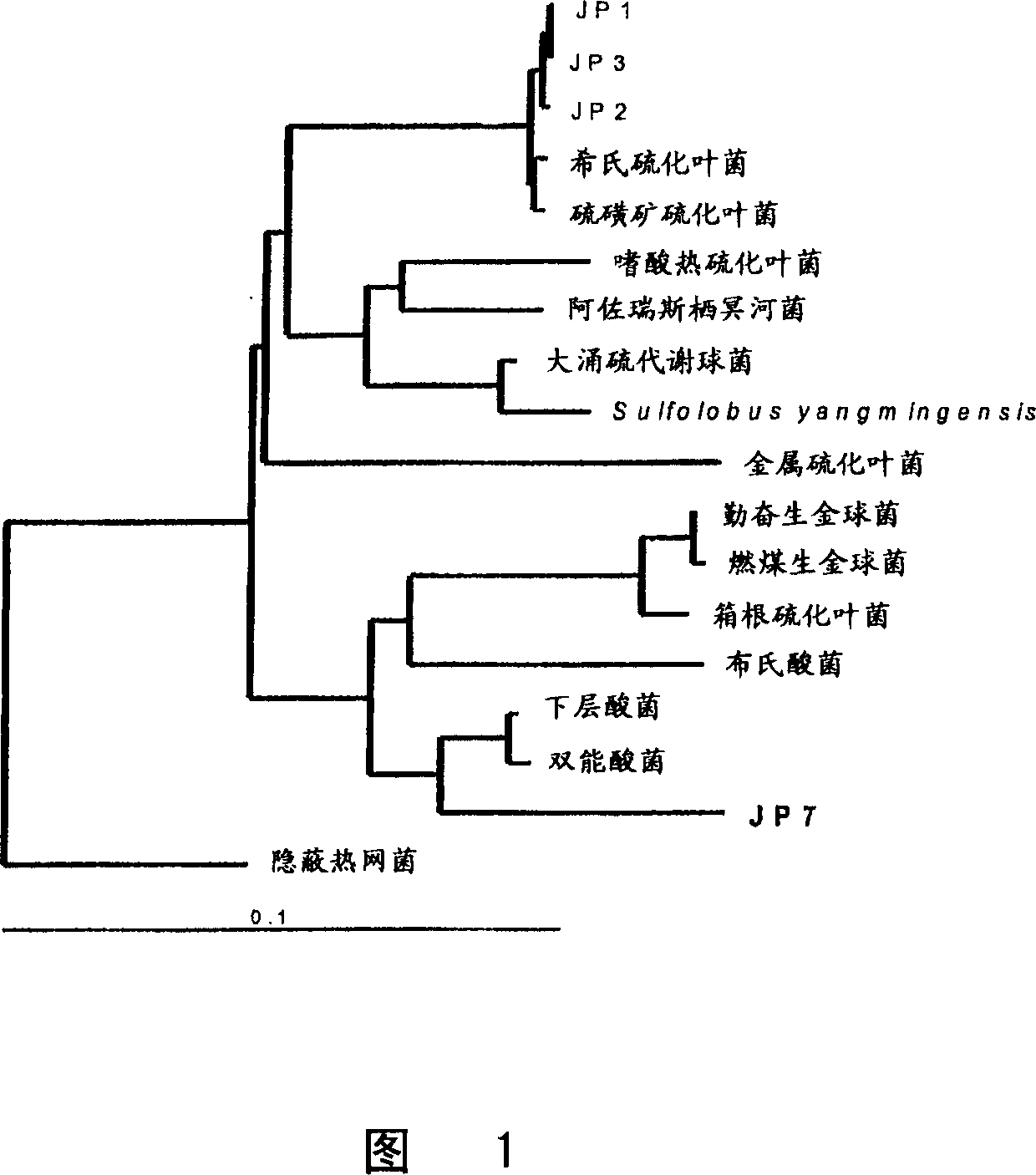 Microorganism and method for leaching mineral sulphides