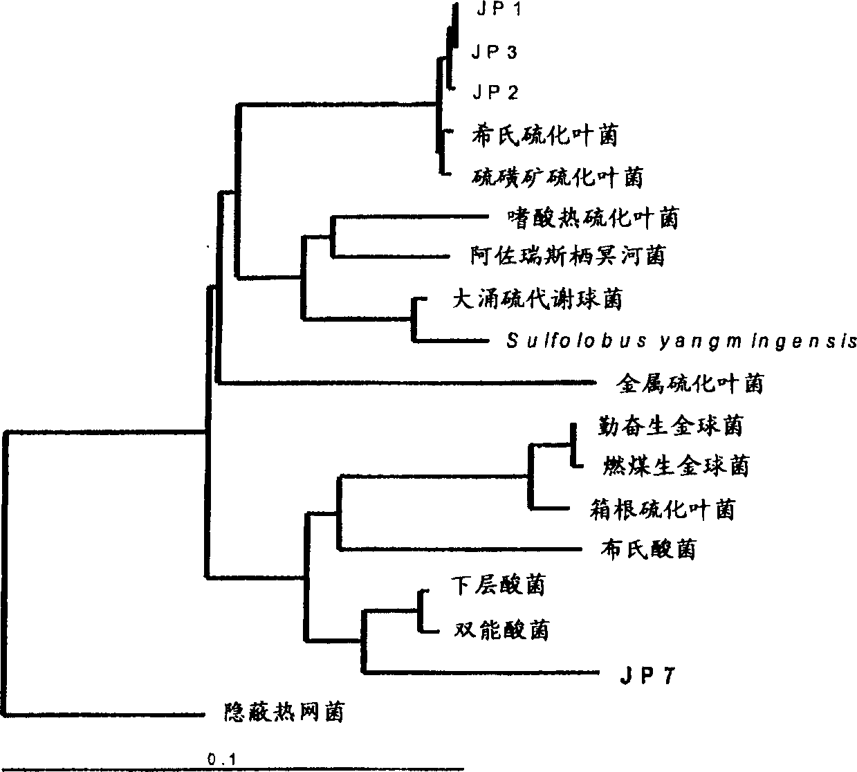 Microorganism and method for leaching mineral sulphides