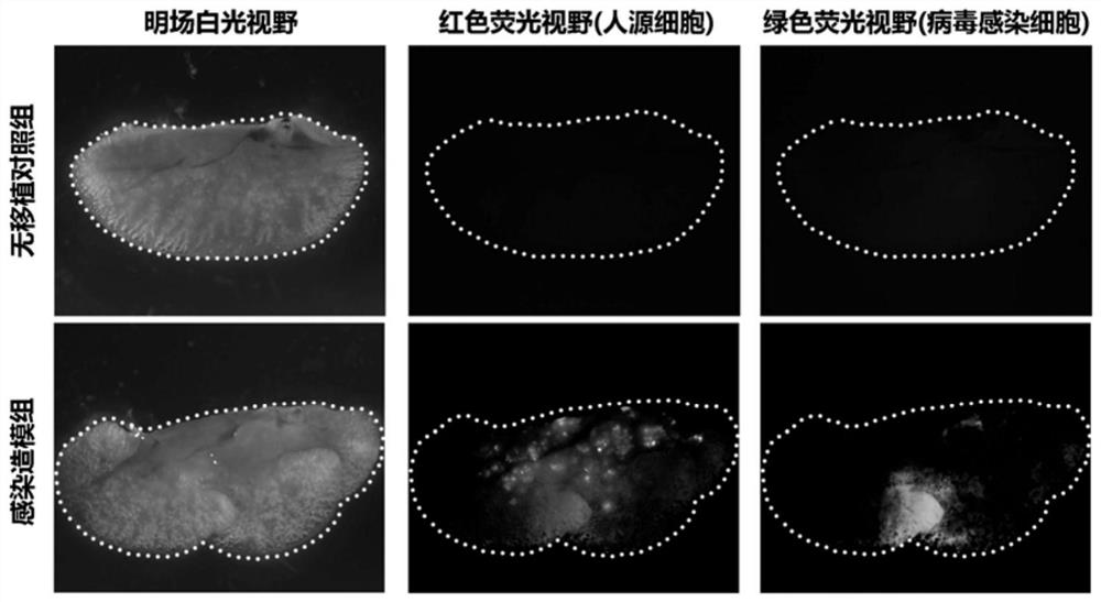 Novel coronavirus SARS-CoV-2 infected rodent model and construction method and application thereof