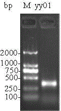 Burkholderia kururiensis strain and application thereof