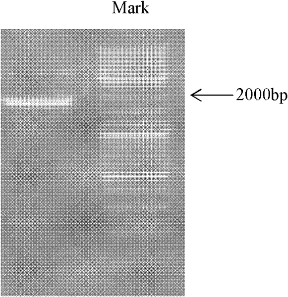 Schizochytrium sp.TIO1101 strain with high-yield DHA (docosahexaenoic acid) and fermentation method thereof