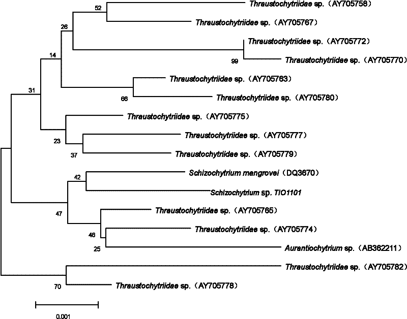 Schizochytrium sp.TIO1101 strain with high-yield DHA (docosahexaenoic acid) and fermentation method thereof