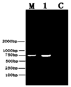 Recombinant porcine pseudorabies virus strain used for expression of porcine circovirus type II (PCV2) ORF2 gene, and preparation method thereof