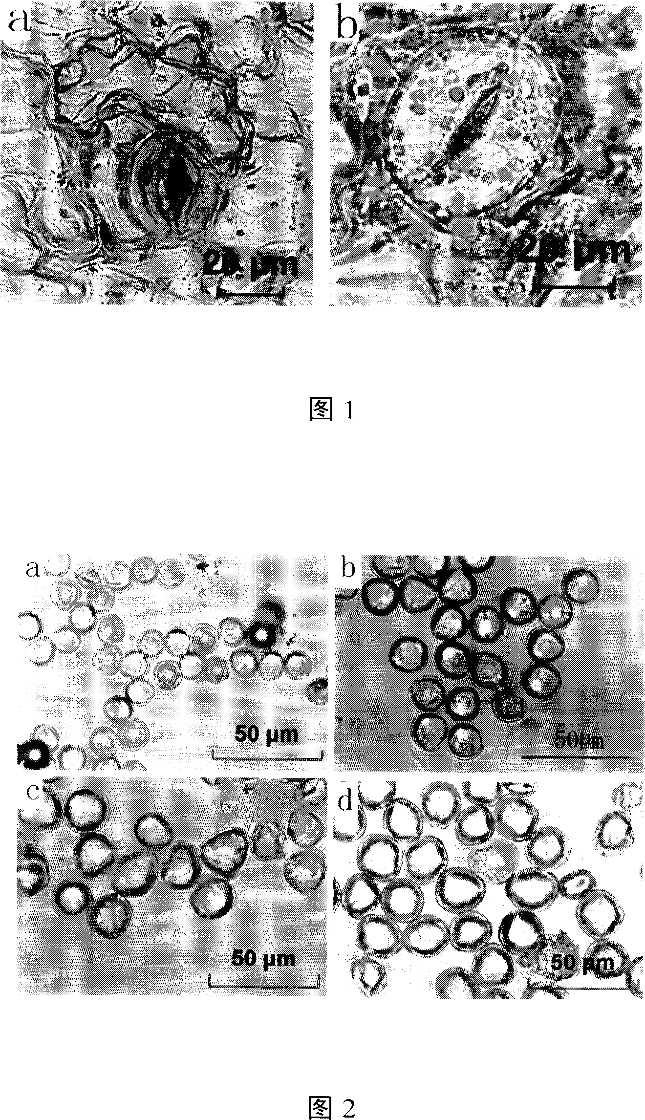 Method for inducing primula forbesii tetraploid and ploidy early stage authentication technique