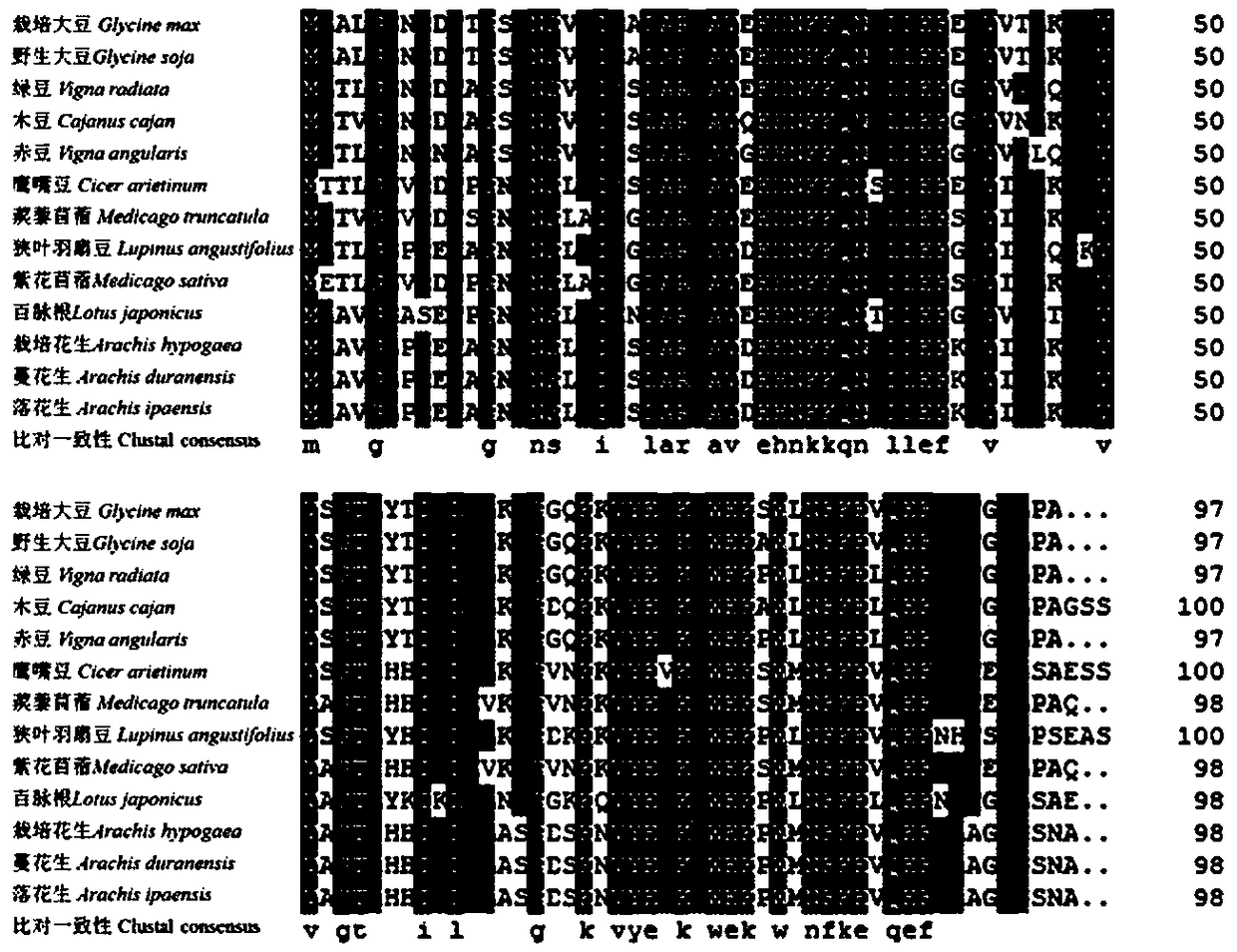 Soybean gene GmCYS20 and application