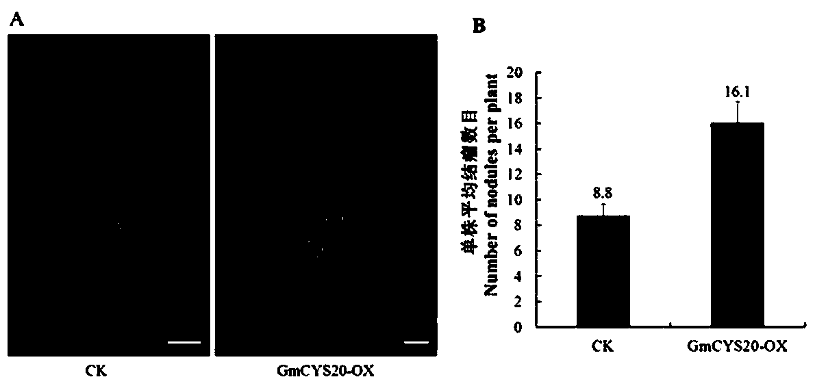 Soybean gene GmCYS20 and application