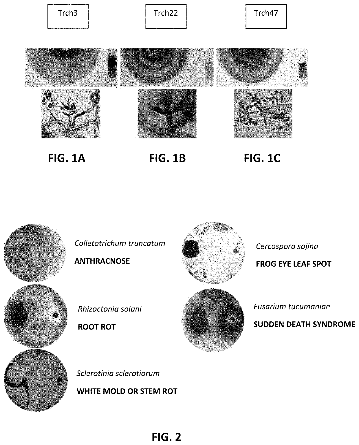 Biological inoculant having enhanced fertilizing and fungicidal activity