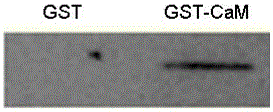 A kind of calcineurin catalytic subunit gene and its application