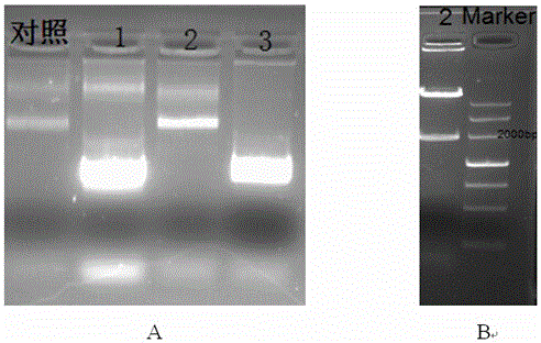 A kind of calcineurin catalytic subunit gene and its application