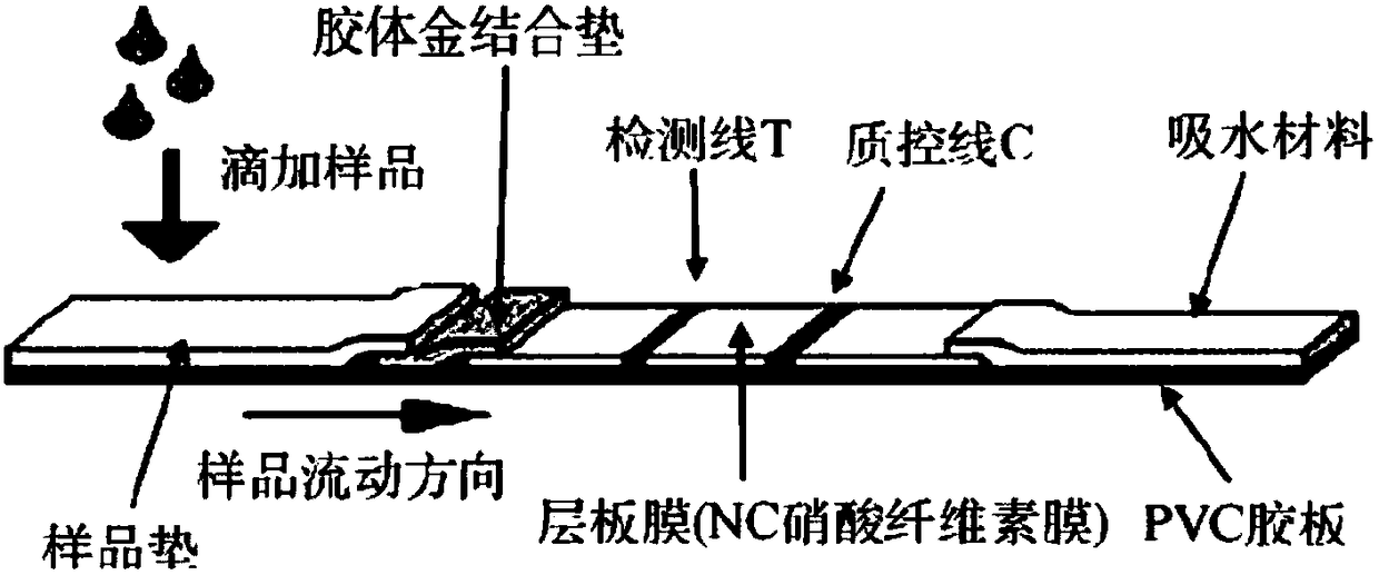 Toxoplasma Colloidal gold immunochromatographic test strip and preparation method thereof