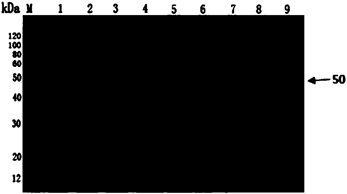 Toxoplasma Colloidal gold immunochromatographic test strip and preparation method thereof