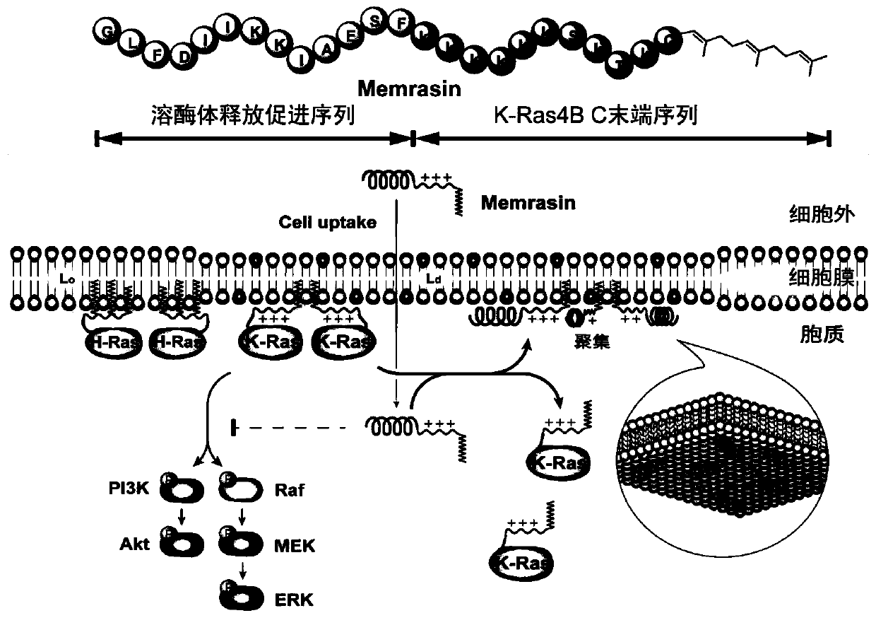 Polypeptide, uses thereof in preparation of drugs, and drugs