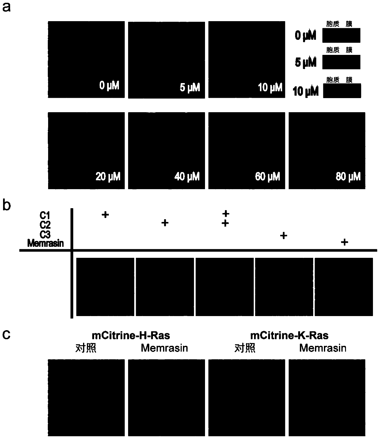 Polypeptide, uses thereof in preparation of drugs, and drugs