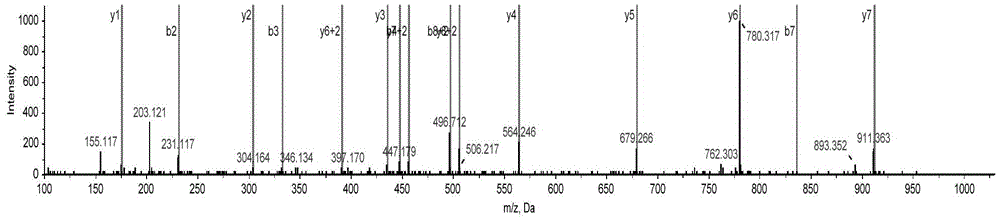 Method for identifying acaudina molpadioides by using specific peptide fragment group