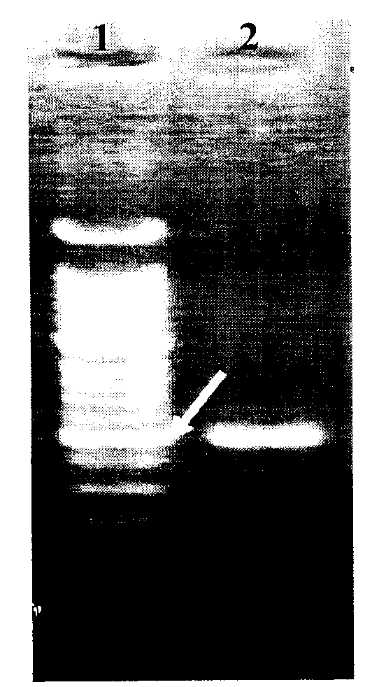 Preparation method of non-small cell lung cancer molecular marker related probes and application thereof