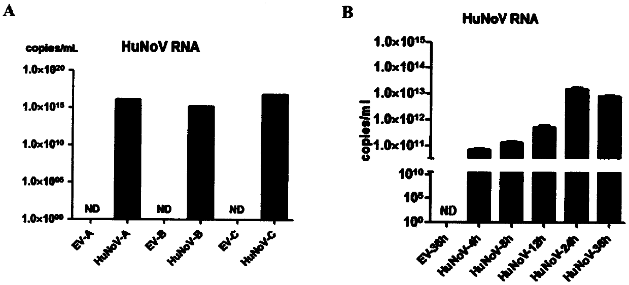 HuNoV GII.4 clinical isolate sequence and construction and application of infectious clone thereof