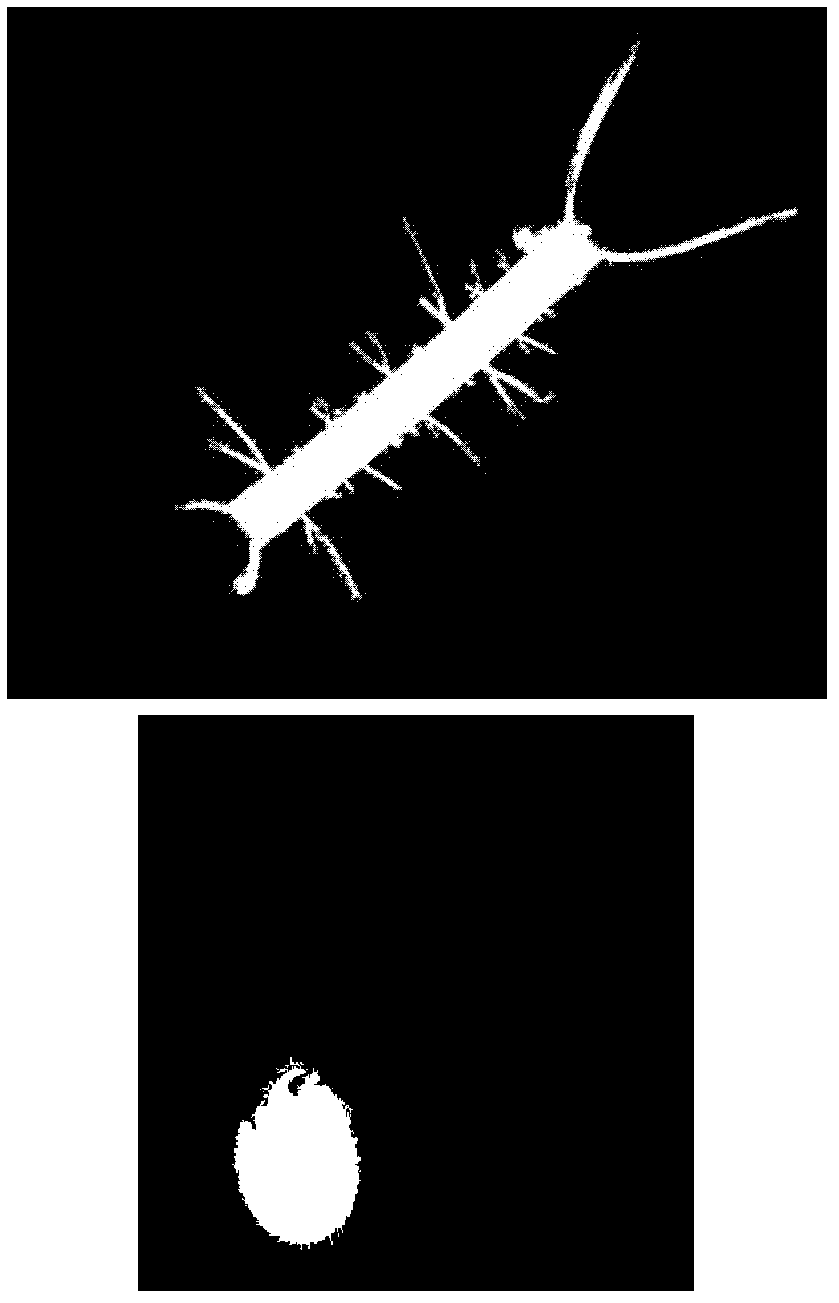 Automatic chaetoceros and non-chaetoceros sorting method based on microscopic images