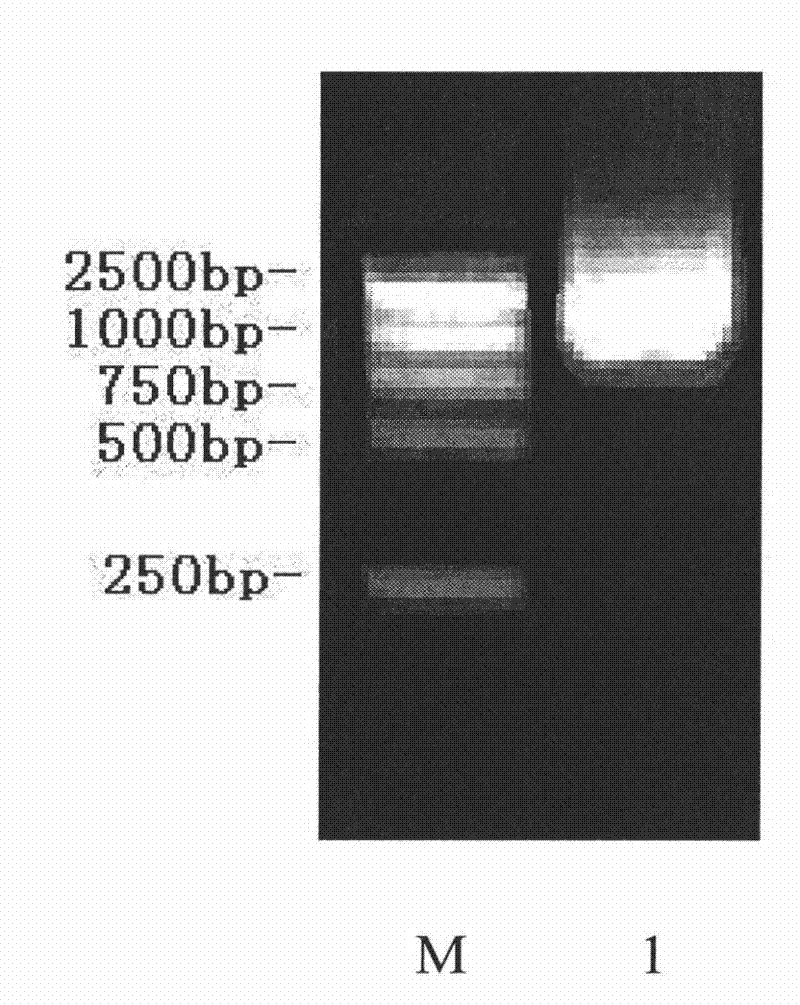 Dual-target tumor vaccine based on tumor endothelium marker-8 gene and preparation method thereof