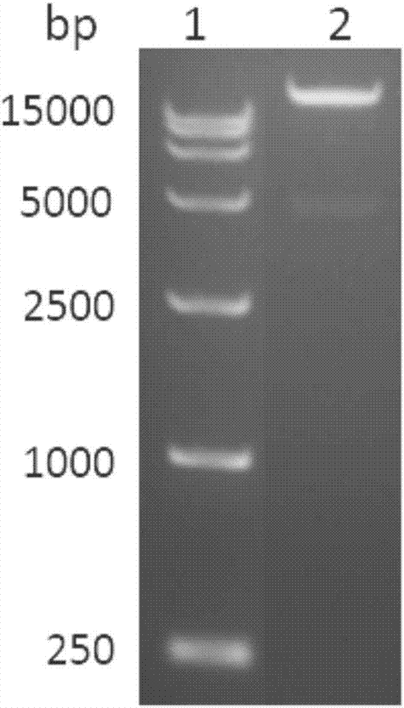 Recombinant adenovirus vector expressed in-vivo self-assembly respiratory syncytial virus-like particle, preparation method and application thereof