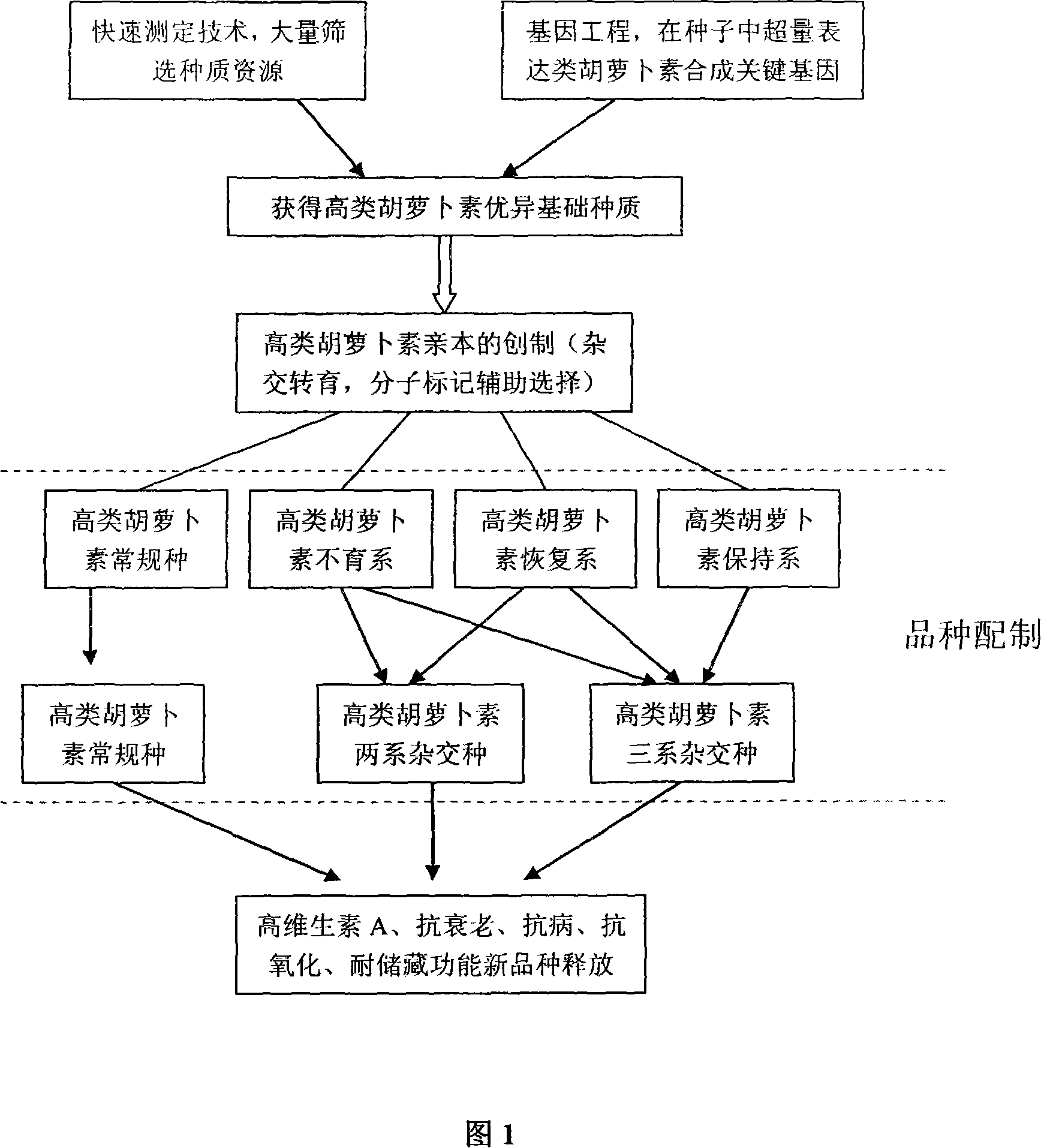 Breeding method of oil-bearing crop with high content of vitamin A having functions of antisenescence, disease-resistant and oxidation resistance