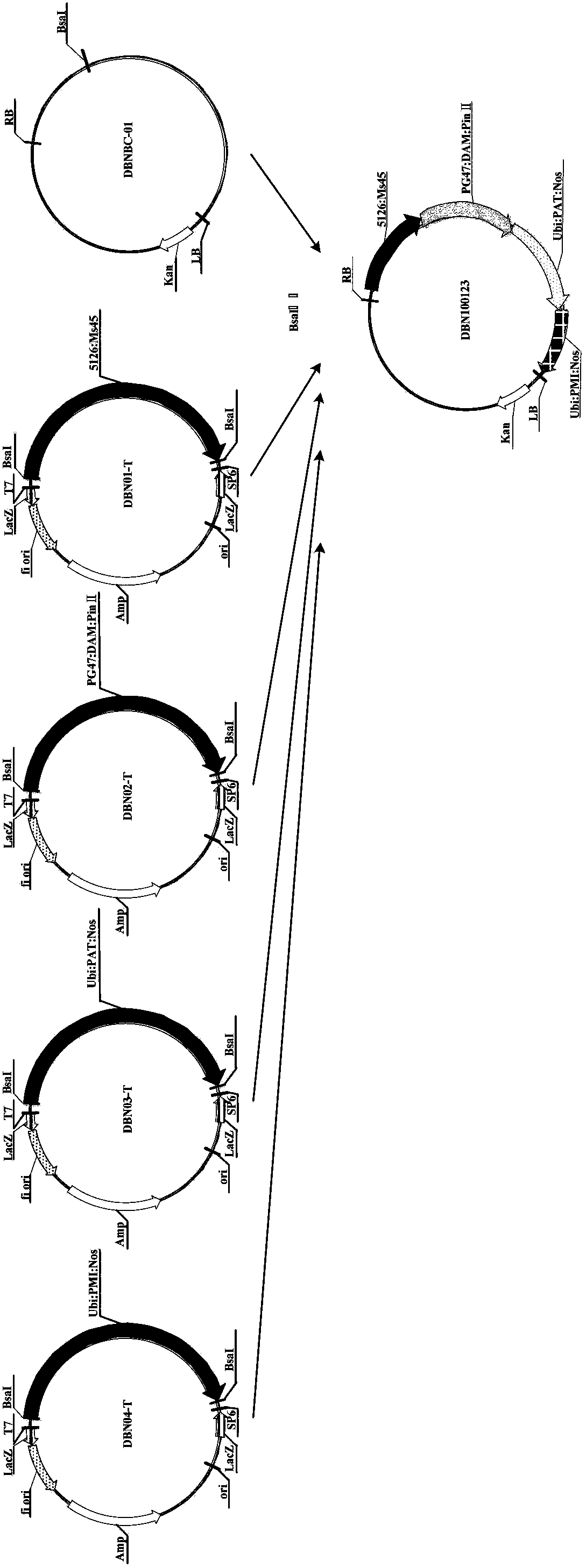 Building body of mediating plant fertility and application thereof