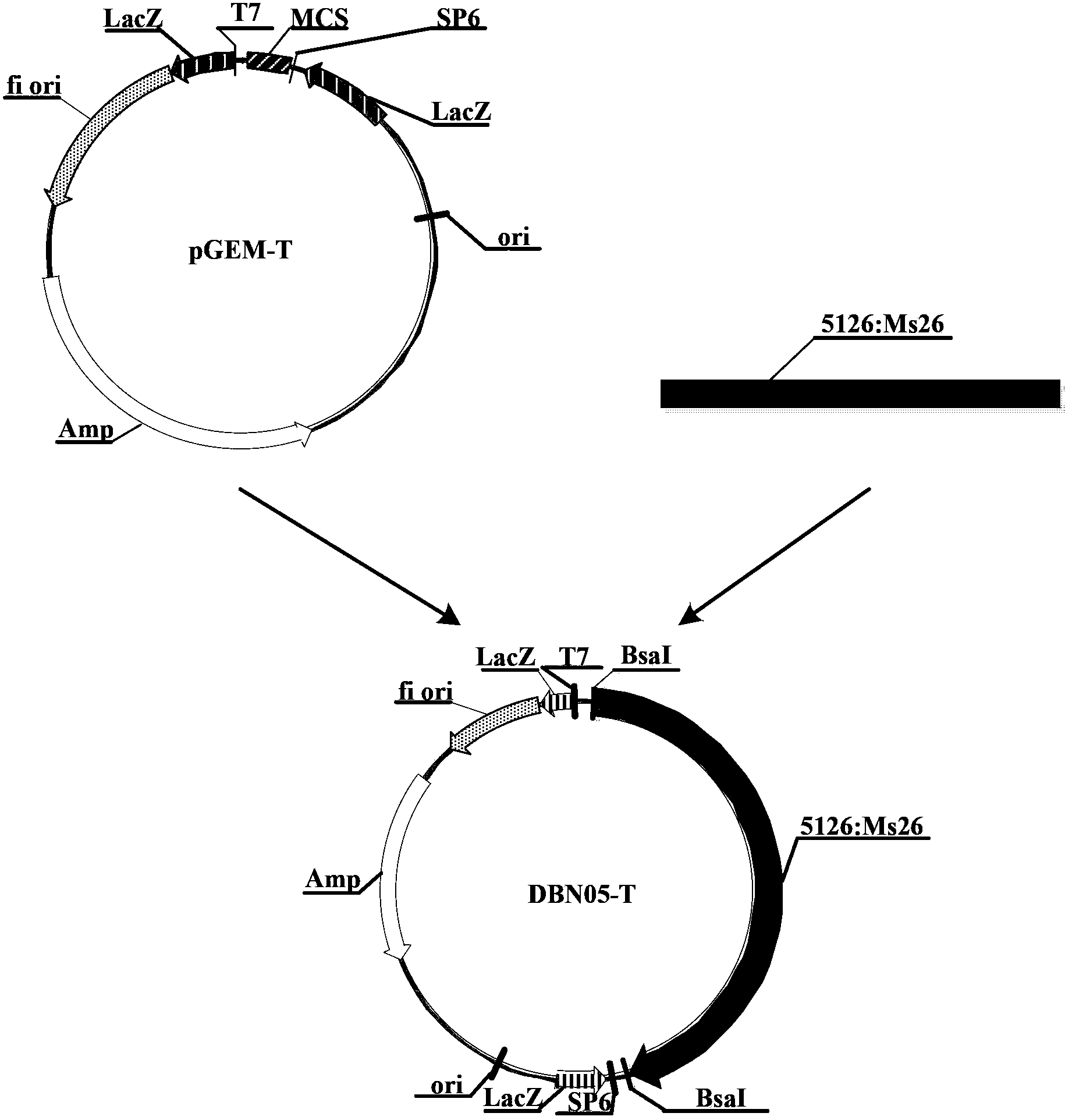 Building body of mediating plant fertility and application thereof