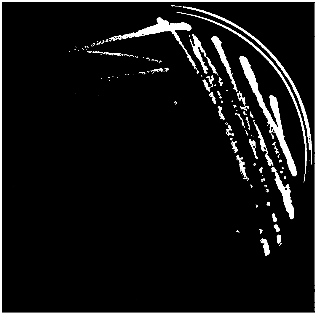 DSF quorum sensing signal degrading bacteria, and applications thereof in plant disease control