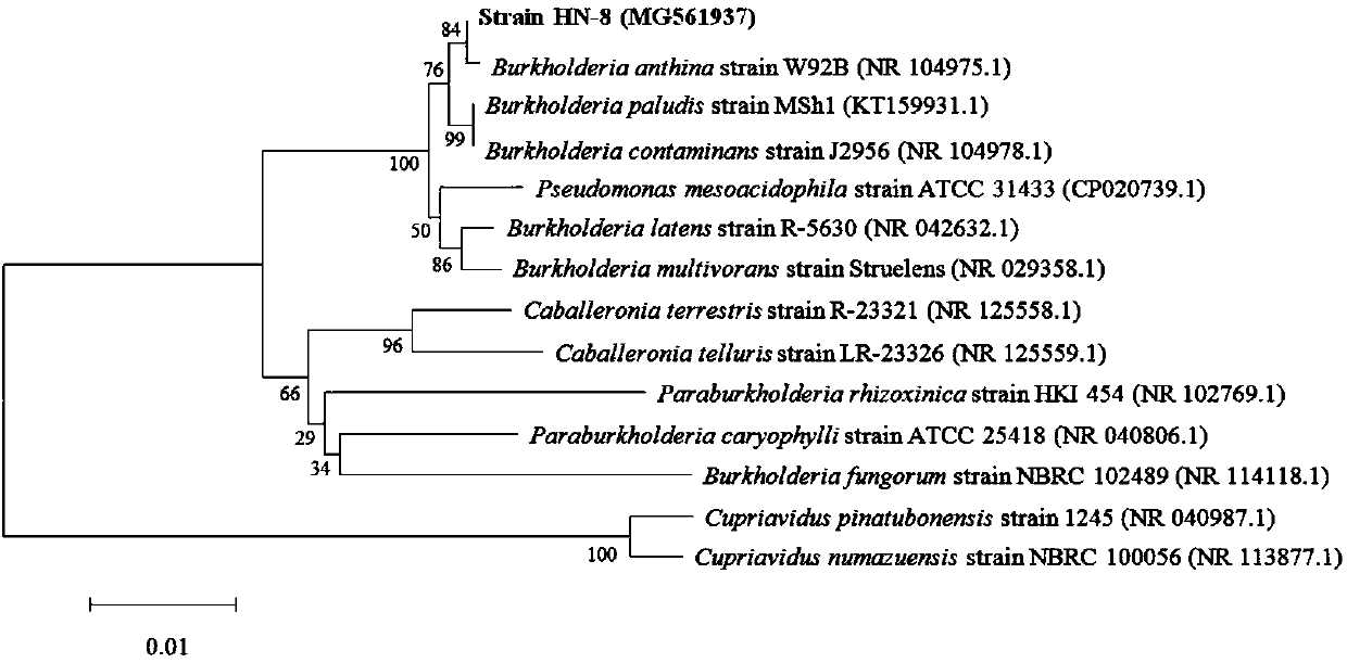 DSF quorum sensing signal degrading bacteria, and applications thereof in plant disease control