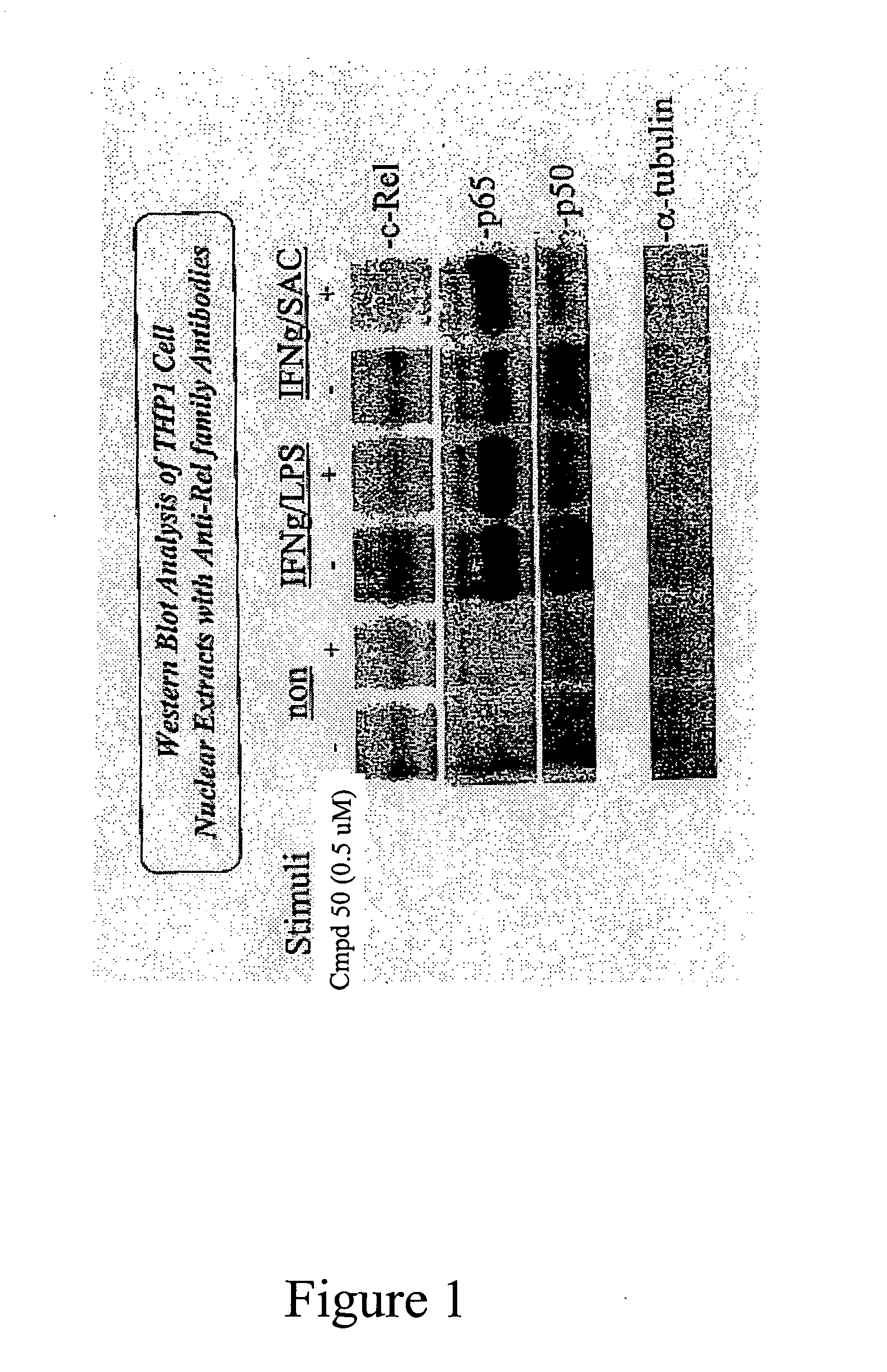 Method for treating B cell regulated autoimmune disorders