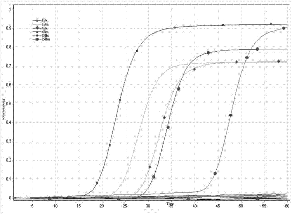 LAMP (Loop-mediated Isothermal Amplification) primer group, kit and detection method for detecting bursaphelenchus xylophilus nickle