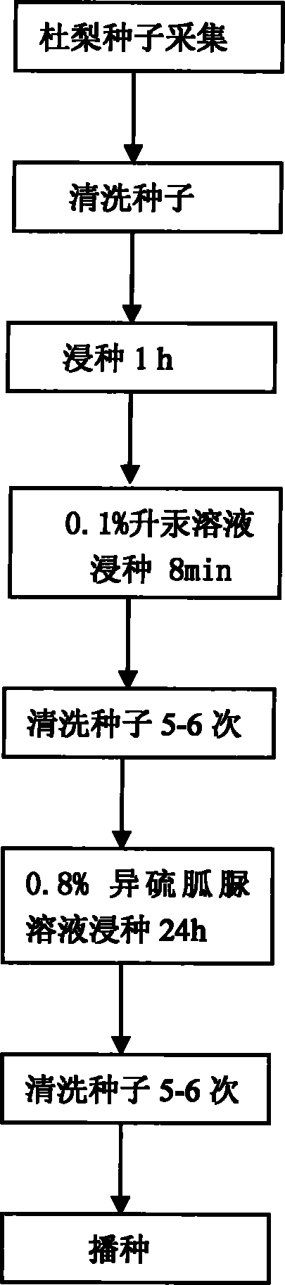 Sprouting method of rapidly removing pyrus betulaefolia seeds from dormancy by using 2-thiopseudourea