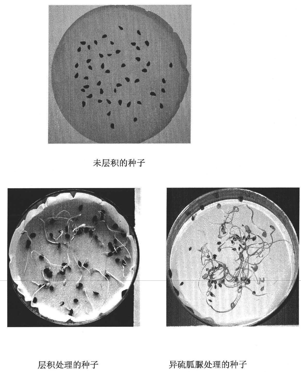 Sprouting method of rapidly removing pyrus betulaefolia seeds from dormancy by using 2-thiopseudourea